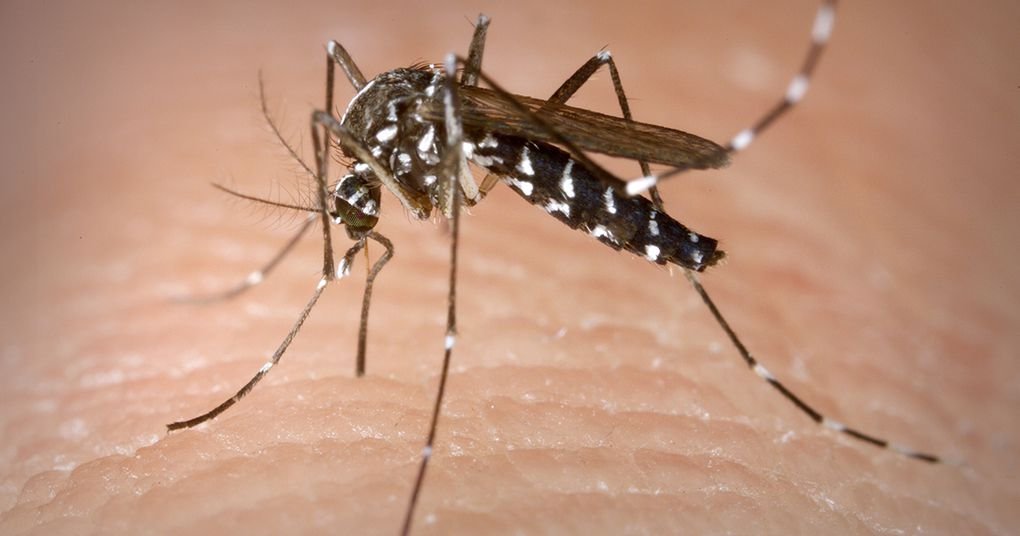 Confirman dos casos de dengue en Broward
