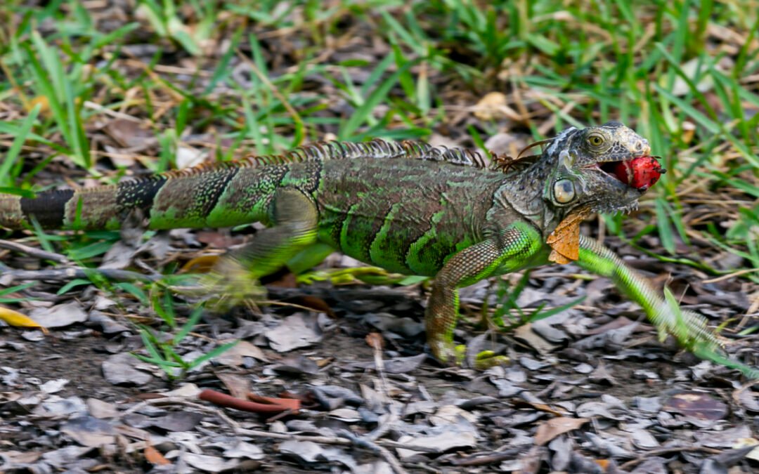 Miami Beach busca formas de erradicar las iguanas