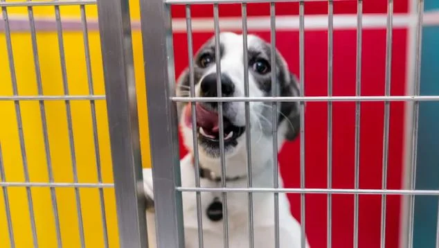 Animales son enviados a un nuevo hogar tras huracán Ian