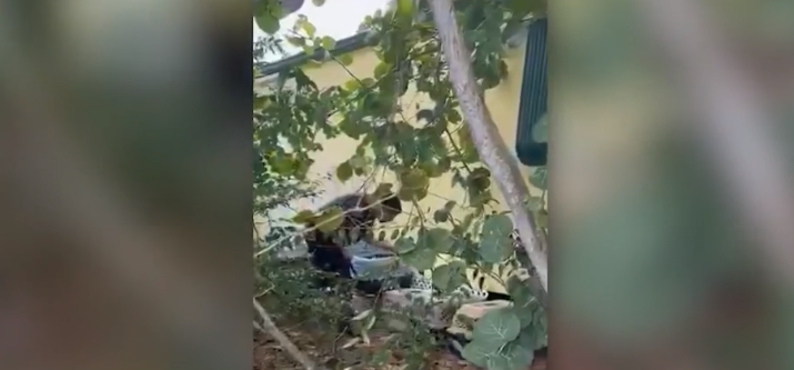 Investigan a mujer tras hallar más de 100 gatos viviendo en malas condiciones