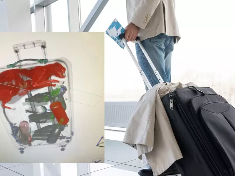 Encuentran un gato dentro de  maleta en pleno aeropuerto