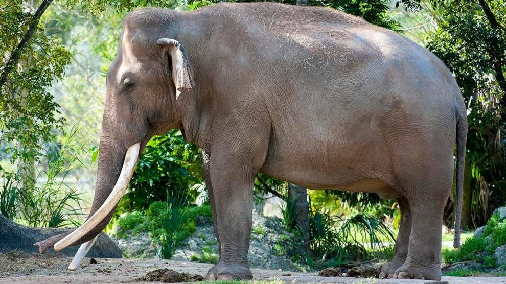 Murió en el zoo de Miami el elefante asiático más viejo de EEUU