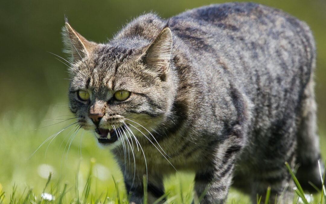 Departamento de Salud de Florida emite alerta por rabia