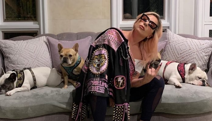 Hombre que robó perros de Lady Gaga es sentenciado a 21 años de prisión