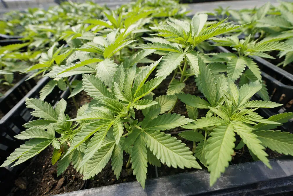 Nueva York abrirá primer dispensario legal de marihuana para fin de año