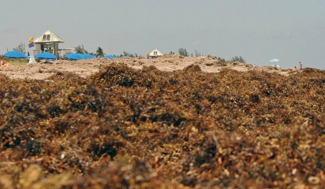 Algas con mal olor se acumulan en playas de Florida