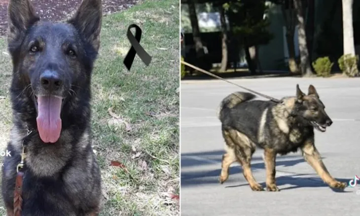 Murió Proteo, perro rescatista de México en Turquía