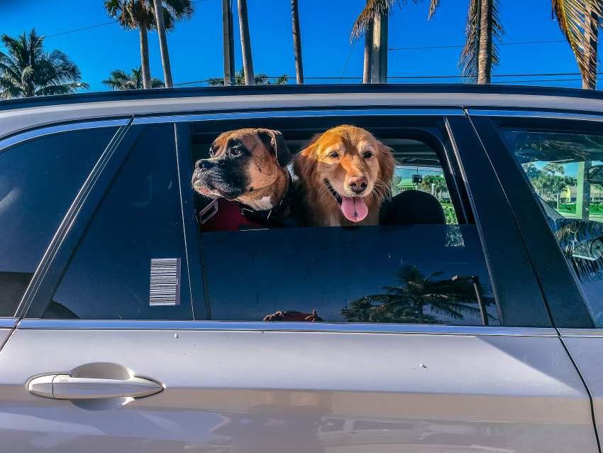 Presentan proyecto para prohibir que perros saquen la cabeza por ventanas de carros
