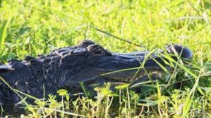 Hombre fue atacado por caimán en Florida