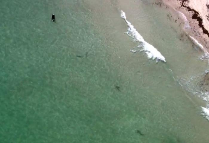 Imágenes mostraron tiburones cerca de las playas de Miami Beach