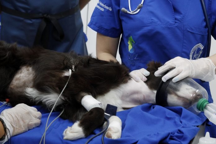 Realizan por primera vez en Colombia una valvuloplastia pulmonar en un perro