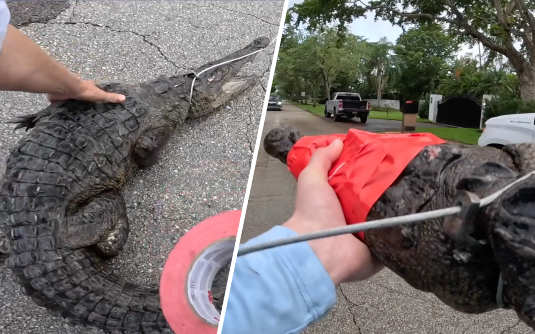 Captan a cocodrilo de 5 pies en las calles de Coral Gables