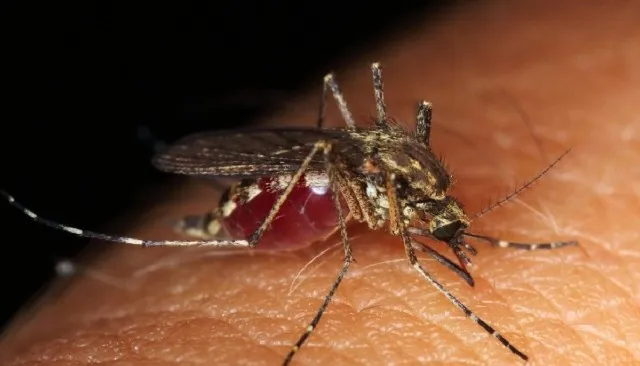 Emiten alerta tras casos de malaria en Florida y Texas
