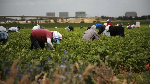 Trabajador agrícola habría muerto por ola de calor en Homestead