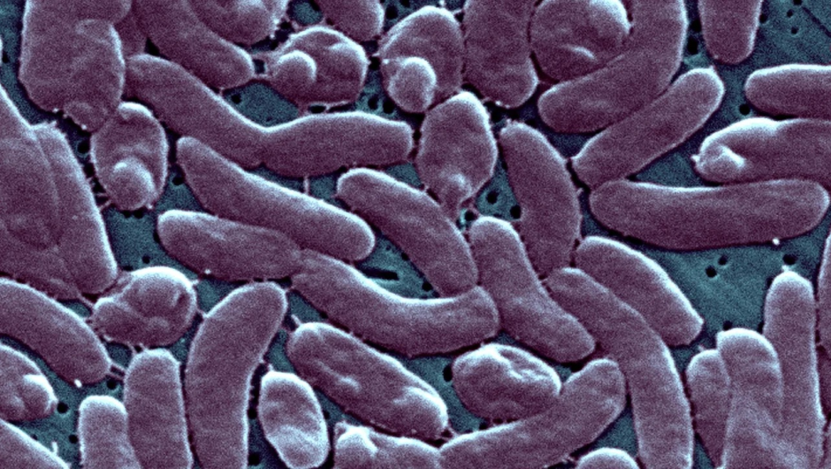 Infección tras rara bacteria carnívora deja fallecidos en EEUU