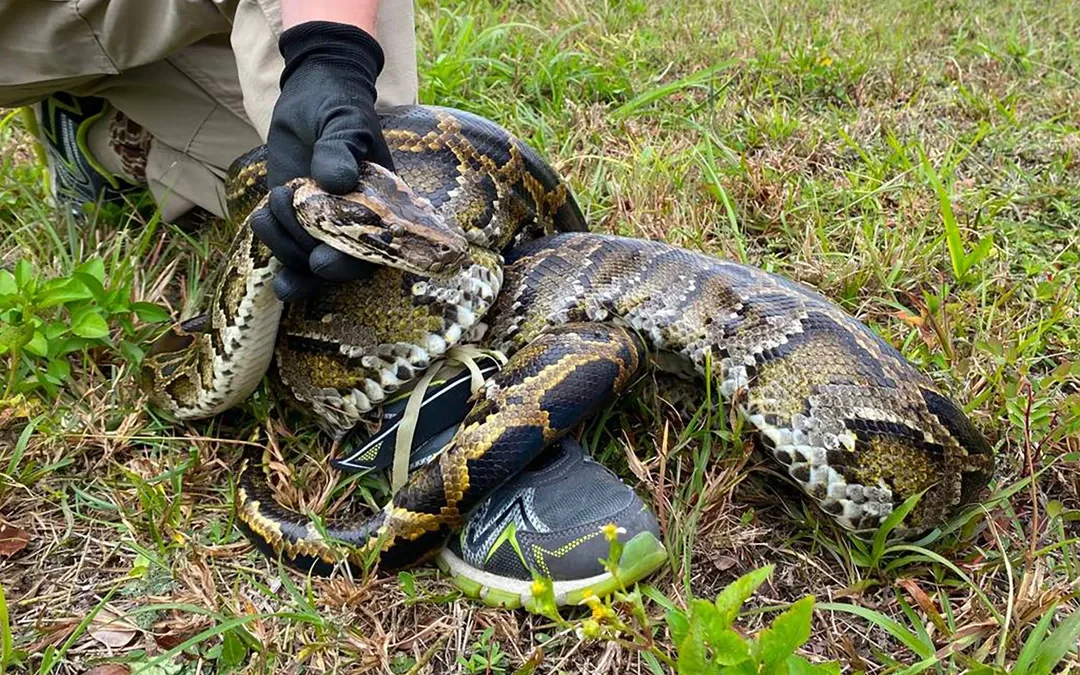 Inició competencia de captura de pitones en Florida