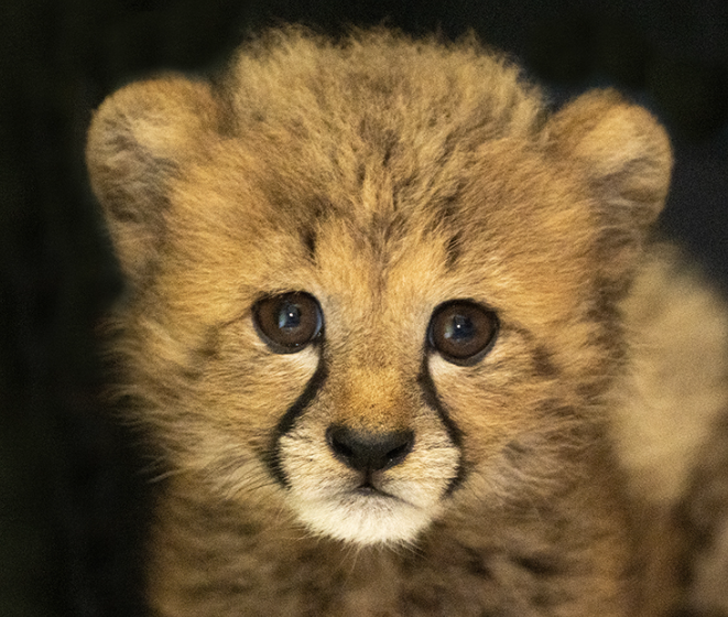 Zoológico de Miami estrena nuevo residente