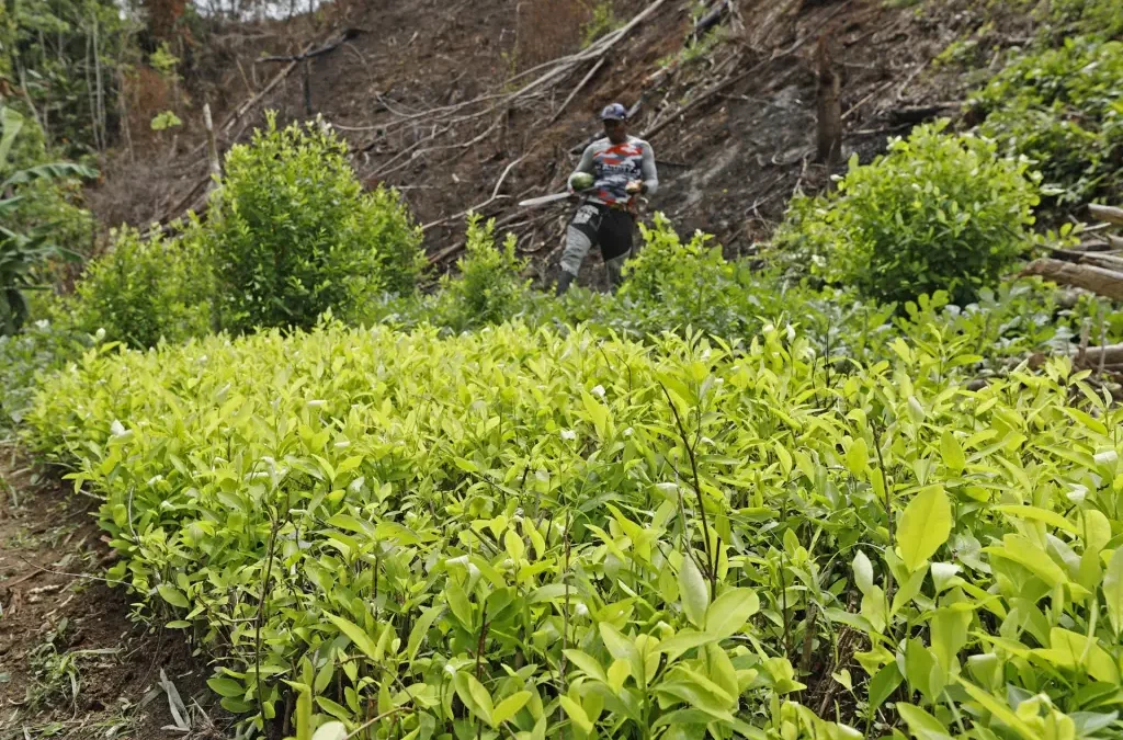 Cultivos de coca en Colombia vuelven a romper récord
