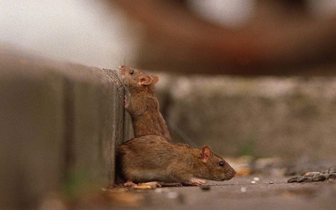 Miami en el top 10 de ciudades con invasión de ratas