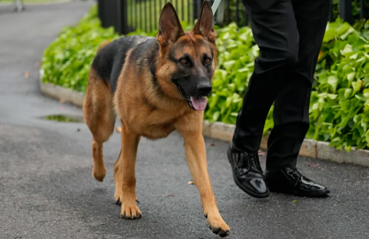 El perro de la familia Biden fue expulsado de la Casa Blanca