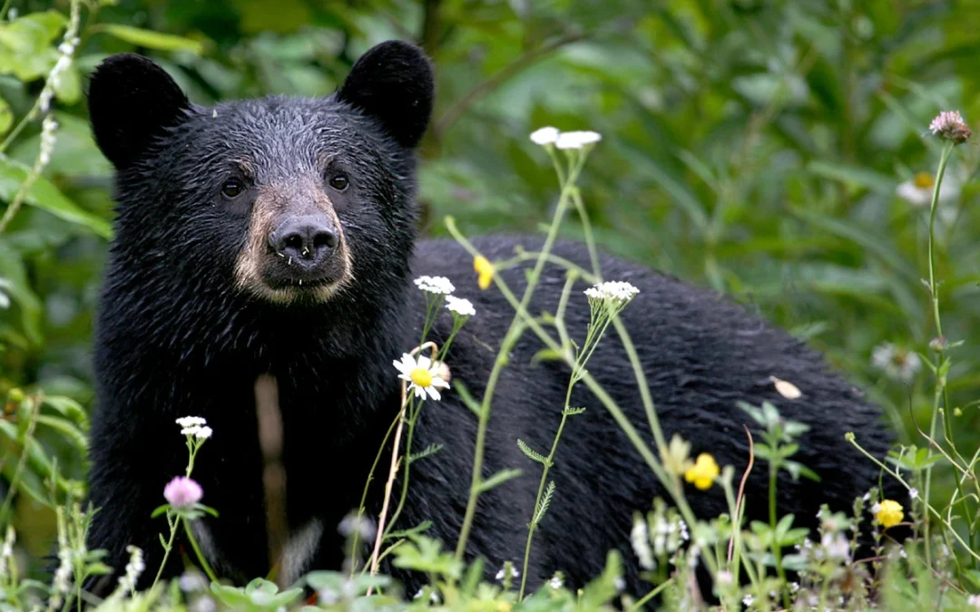 Nueva ley de Florida permitirá asesinar osos en propiedad privada