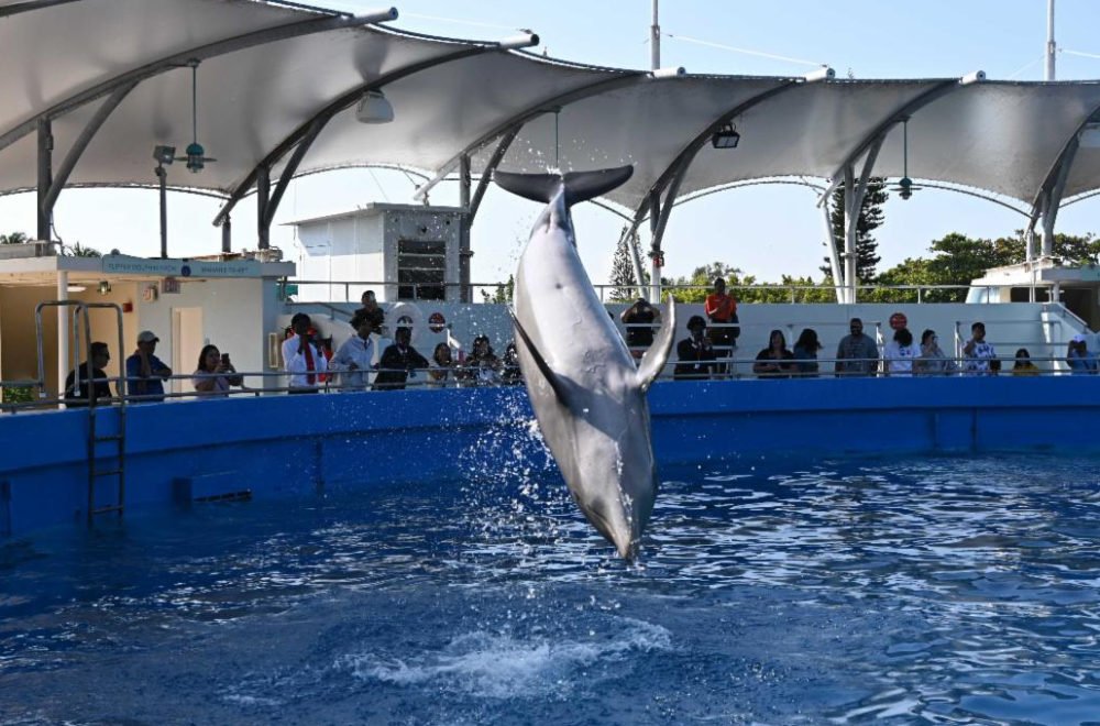Miami Seaquarium responde a las autoridades