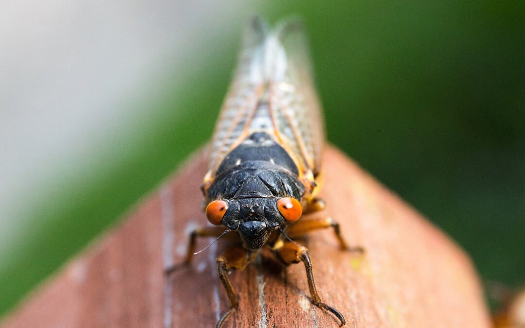 Cigarras invadirán varias ciudades de Estados Unidos
