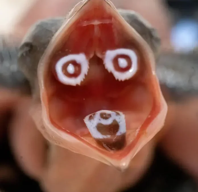 Zoológico de Miami recibe primera cría de ave cúa crestado