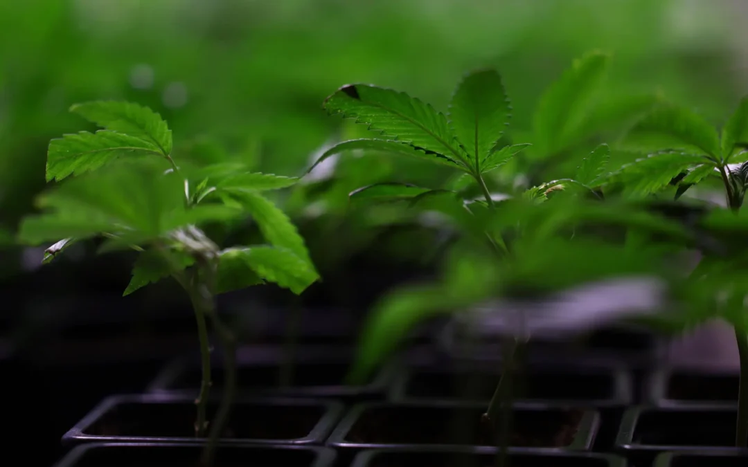 EEUU registra por primera vez más consumidores diarios de cannabis que de alcohol