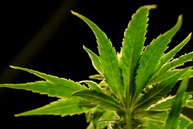 EEUU se prepara para aliviar las restricciones a la marihuana en un cambio histórico