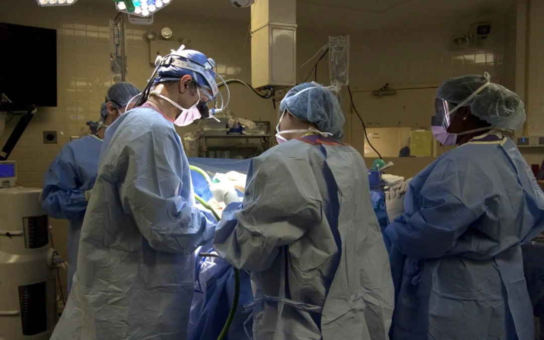 Falleció primer paciente en recibir trasplante de riñón de cerdo modificado genéticamente