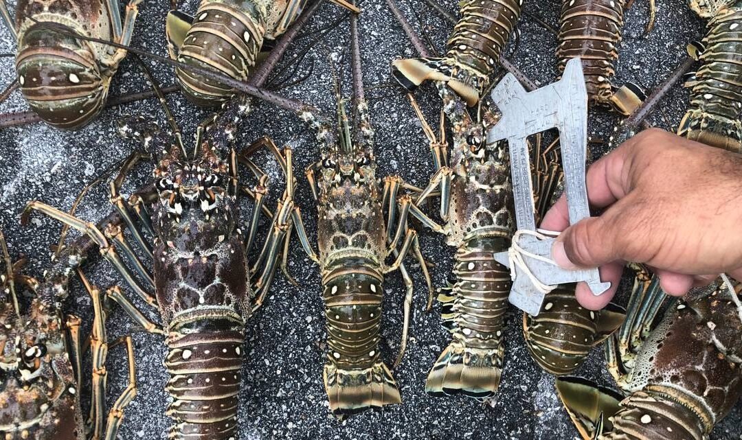 Se aproxima la mini temporada de langosta en Florida